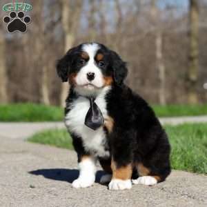 Zeke, Bernese Mountain Dog Puppy